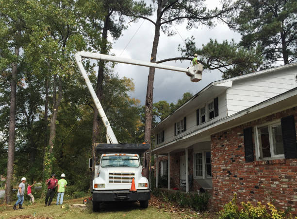 Best Tree Trimming and Pruning  in Rock Port, MO